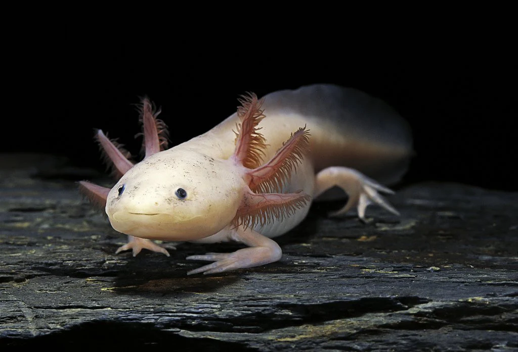 Axolote O Fascinante Peixe que Encanta Aquaristas