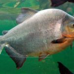 Pacu Peixe Conheça Tudo sobre Este Peixe