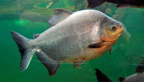 Pacu Peixe Conheça Tudo sobre Este Peixe