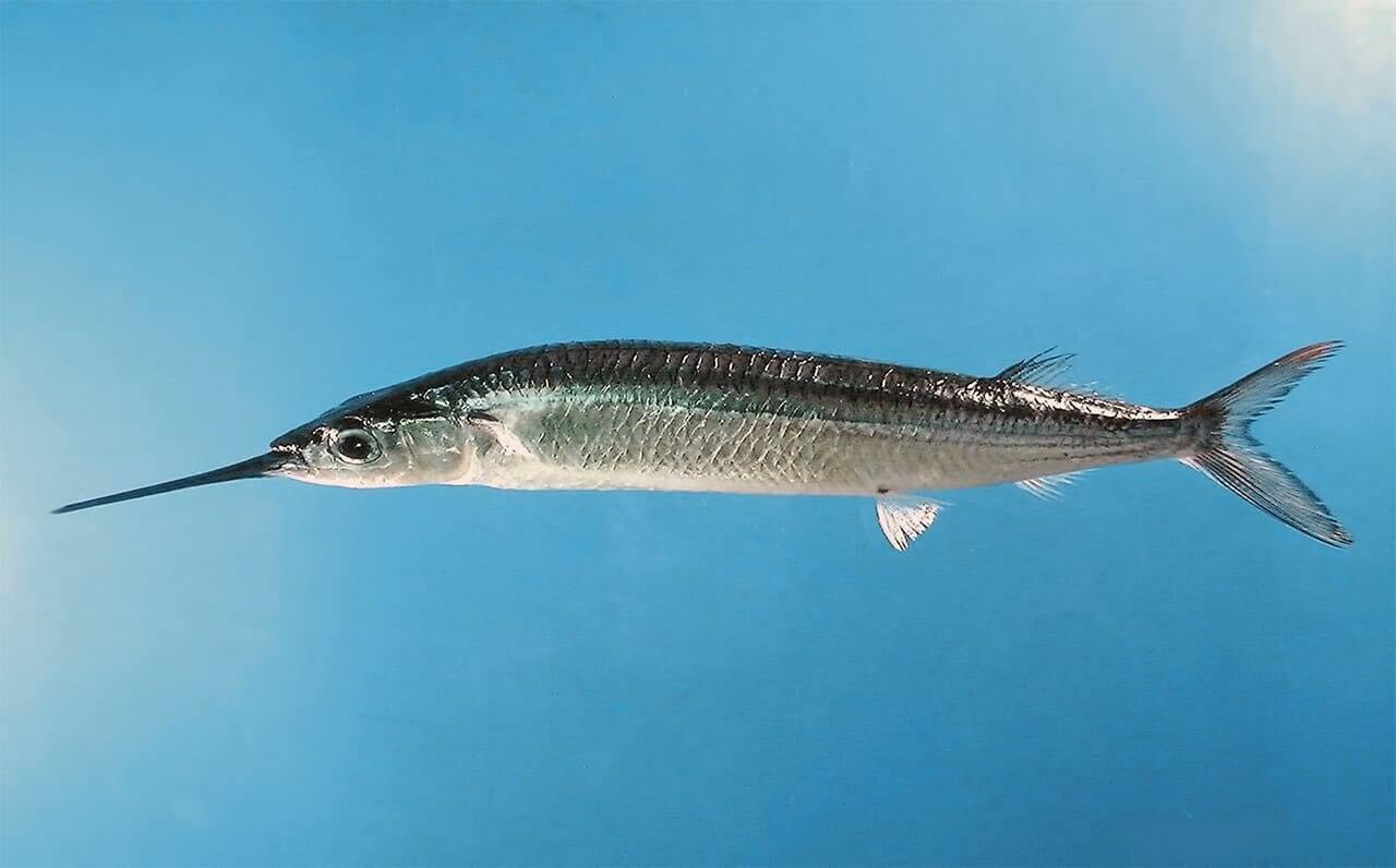 Peixe Agulha Características, Hábitat e Curiosidades