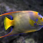 Peixe Anjo Beleza Exótica e Cuidados Essenciais