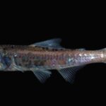 Peixe Lanterna O Enigmático Morador das Profundezas