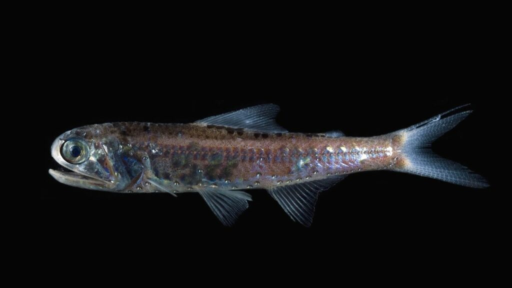 Peixe Lanterna O Enigmático Morador das Profundezas