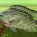 Tilápia Características, Benefícios e Dicas para Pescar Este Peixe