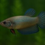 Betta Fêmea Tudo o Que Você Precisa Entender Para Criar Um Peixe Saudável