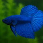 Peixe Betta Azul O Segredo Por Trás da Cor Mais Desejada