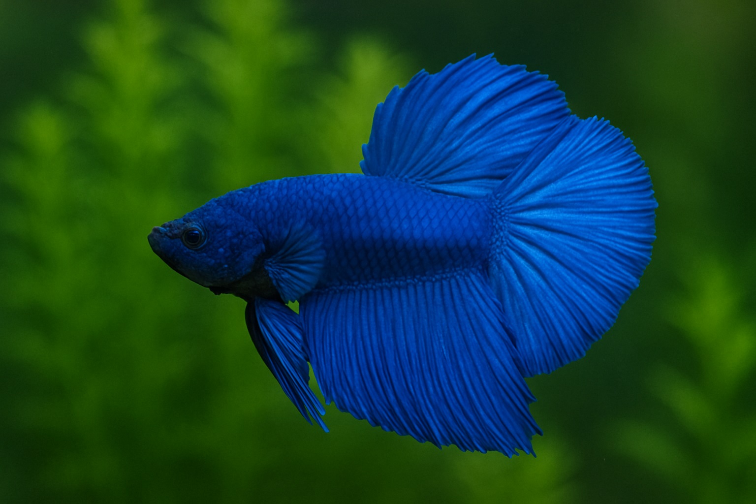Peixe Betta Azul O Segredo Por Trás da Cor Mais Desejada